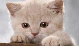 娱乐吃瓜酱内向的小猫,内向小猫的娱乐吃瓜日常